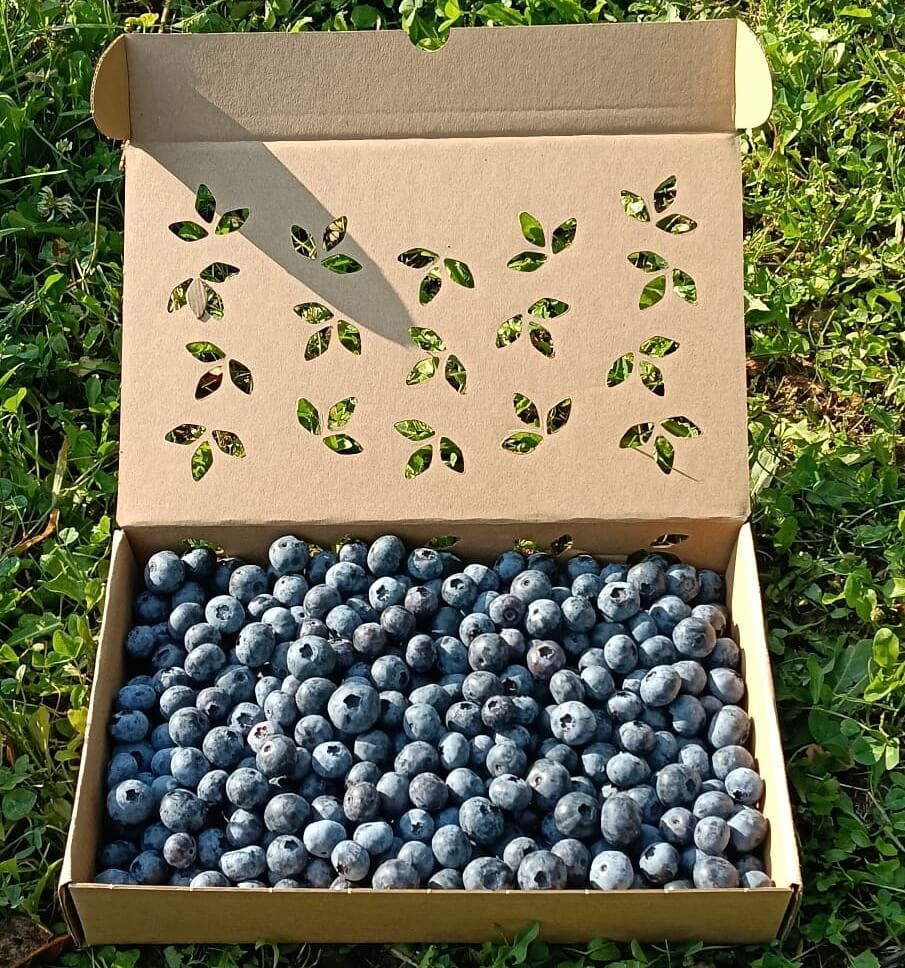 Caja de 2 kg