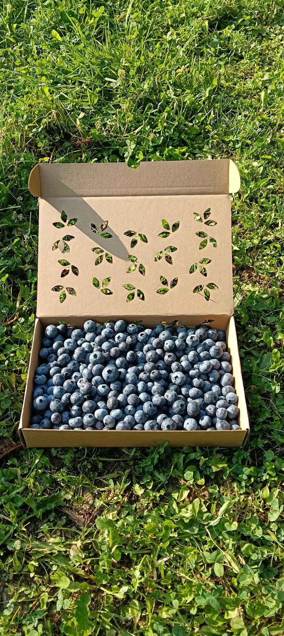 Caja de 8 kg